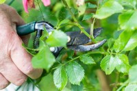 A hand holding secateurs pruning a rose bush