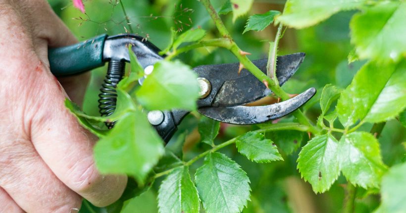 A hand holding secateurs pruning a rose bush
