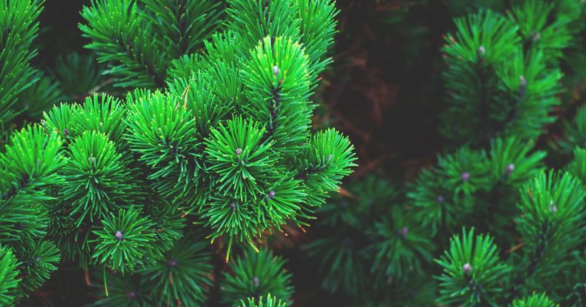 green pine cones